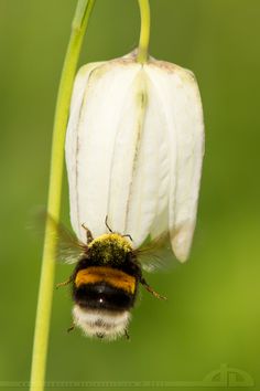 754 Best Bee Images In 2019 Bees Save The Beehive A New Spring By Thrumyeye Bee City Bees And Wasps I Love