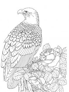 free hawk images | free hawk coloring and printable page for ... - American Bald Eagle Coloring Page free hawk images | free hawk coloring and printable page for ... - American Bald Eagle Coloring Page