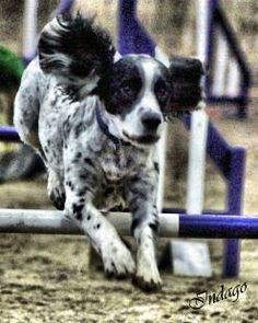 Dog Training Tips Dogtrainingtips Agility Training For Dogs