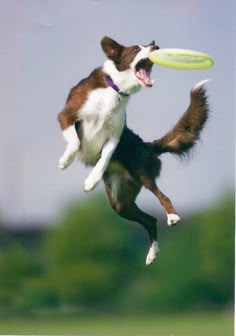 best frisbee dogs