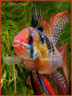 97 best fish cichlid