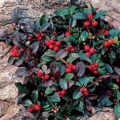 86 Best Shade Garden Images On Pinterest In 2018 Garden Seeds Plants Accessories Including Vegetable Perennials Annuals Fruits