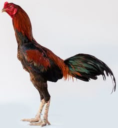 76+ Gambar Ayam Jago Keren 76+ Gambar Ayam Jago Keren