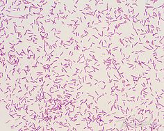 44 Micro Ideas Microbiology Medical Laboratory Microbiology Lab