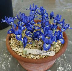 Iris sibirica /'Moon Silk/' plant in a 17cm pot.