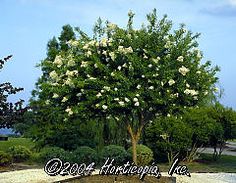 ligustrum tree form google search ligustrum trees pinterest ligustrum tree form