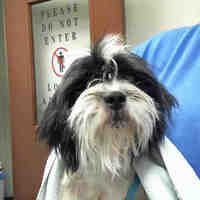 Phoenix Az Shih Tzu Meet A Dog For Adoption Shihtzu Pets