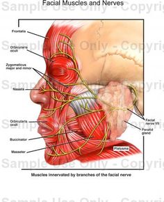 map of facial muscles Map of facial muscles