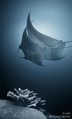 21 best sea animals