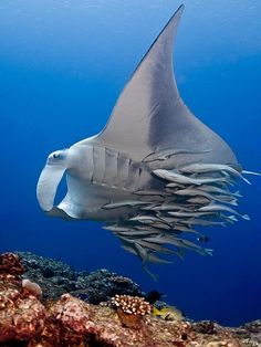 71 best rays images