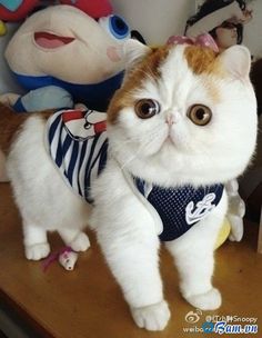 A Snoopy Cat Babe And Her Fashion Wardrobe