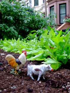 square cow movers austin texas square cow and the community fairy gardens movers 81 best austin community events images on square cow movers austin texas square cow and the community fairy gardens movers 81 best austin community events images on