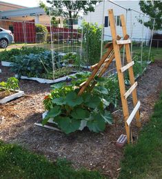 image result for spaghetti squash plant images gardens backyard grow spaghetti squash