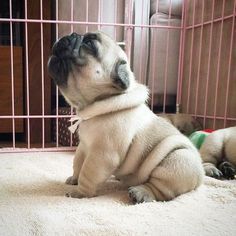 Dog Names Cute Names For Your Male Or Female Puppy Baby Pugs