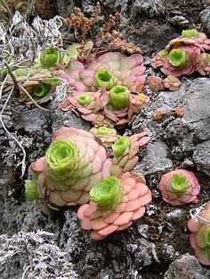 130 Aeoniums Ideas Planting Succulents Succulents Cacti And Succulents