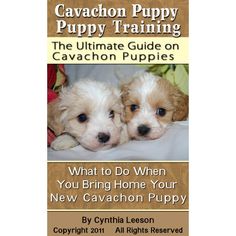 11 Nope This Kind Instead Ideas In 2021 Cavachon Puppies Cavachon Puppies