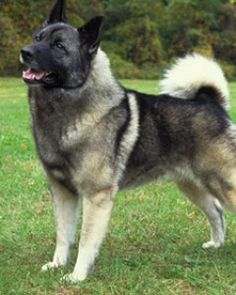 The Norwegian Elkhound is one of the ancient Northern Spitz-type ... The Norwegian Elkhound is one of the ancient Northern Spitz-type ...