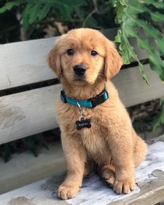 10 piècesensemble chiot chien Pals poupée Canina Anime 10 piècesensemble chiot chien Pals poupée Canina Anime