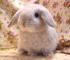 画像 Funny Cute, Cute Dogs, Pet Bunny, Rabbits