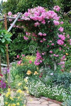 Pink Rose Over A Garden Pathlovely The Arbor I Want This Look In My Wildflower Now Thats Climbing