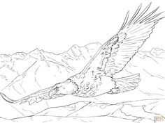north american bald eagle coloring page from bald eagle category ... - American Bald Eagle Coloring Page north american bald eagle coloring page from bald eagle category ... - American Bald Eagle Coloring Page
