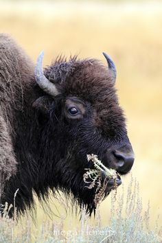 1108 best buffalo images in 2018 american bison wild animals