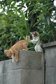 押すなよ 絶対に押すなよ のアイデア 26 件 動物おもしろ画像 動物 ペット 押すなよ 絶対に押すなよ のアイデア 26 件 動物おもしろ画像 動物 ペット