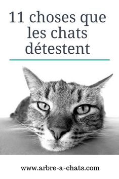 900 Idees De Chats Chats Et Chatons Chats Adorables Animaux 900 Idees De Chats Chats Et Chatons Chats Adorables Animaux