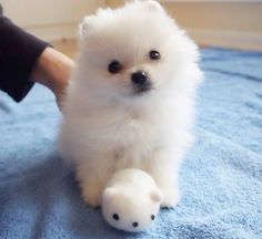 15 Fantastiche Immagini Su Cuccioli Di Cane Cubs Dogs E Cute Baby