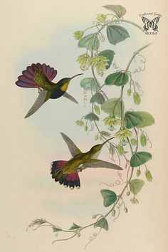 Audubon HC Alb Eng