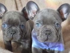 Ready Now Blue Wigan Greater Manchester Pets4homes Dogs
