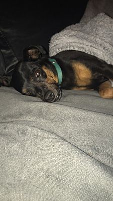 Las Vegas Nv Miniature Pinscher Meet Jade A Dog For Adoption