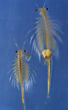 41 best brine shrimp