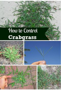 how to get rid of weeds in garden. how to prevent and get rid of crabgrass \u0026 weeds organically. in garden d