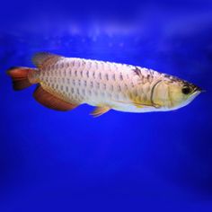 58 best arowana fish