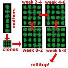 grow tent reviews rollitup grow tent reviews rollitup