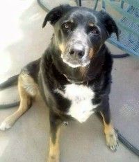 american pitbull terrier rottweiler mix rottweiler american pitbull terrier german shepherd mix this looks american pitbull terrier rottweiler mix rottweiler american pitbull terrier german shepherd mix this looks