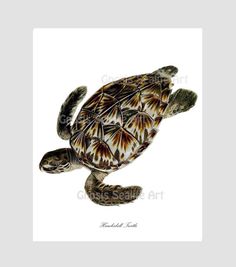 2 perlas /"Turtle/" de cerámica