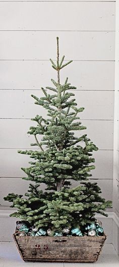 7083 best christmas images on pinterest christmas decorations simple live christmas tree in a crate