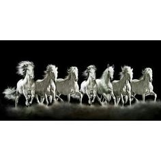 Download Horse Wallpap...
