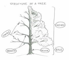 how to draw family tree