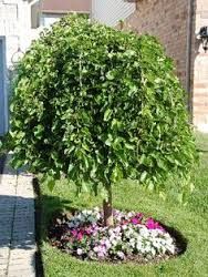Evergreen Chaparral Weeping Mulberry Tree Fruitless Full Sun Ok Evergreen Chaparral Weeping Mulberry Tree Fruitless Full Sun Ok