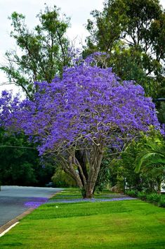 Jacaranda Tree Purple Flowers Peak In May Native To South Jacaranda Mimosifolia Is A Sub Tropical Tree Native To South America That Has Been Widely