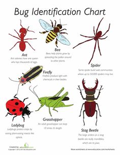 7 best bug identification