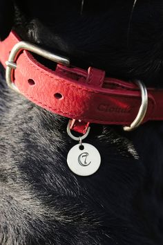 20+ bästa bilderna på Cloud7 Dog Products | hundar 20+ bästa bilderna på Cloud7 Dog Products | hundar