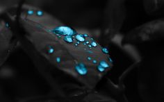 215 Best Wallpaper Images Abstract Backgrounds Anime Brown Awesome Wallpaper Of Blue Drops In A Black Leaf 1920 X 1080 Full Hd Resolution Type Widescreen For Desktop