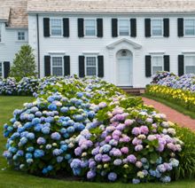 73 Best The Original Images On Pinterest In 2018 Hydrangea Endless Summer Hydrangea