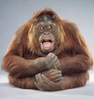 Monkey Portraits Kopeikingallery Com Grappige Dieren Wilde Dieren Dieren