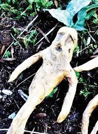 Adam Otunun Sagligimiza Ne Gibi Faydalari Var Bi Tki Misirlilar Otlar Adam Otunun Sagligimiza Ne Gibi Faydalari Var Bi Tki Misirlilar Otlar