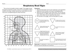 Best Science Human Anatomy Respiratory System Images Respiratory System Essay Best Science Human Anatomy Respiratory System Images On Business Plan Writers Winnipeg also Powerpoint Help Business Ethics Essays